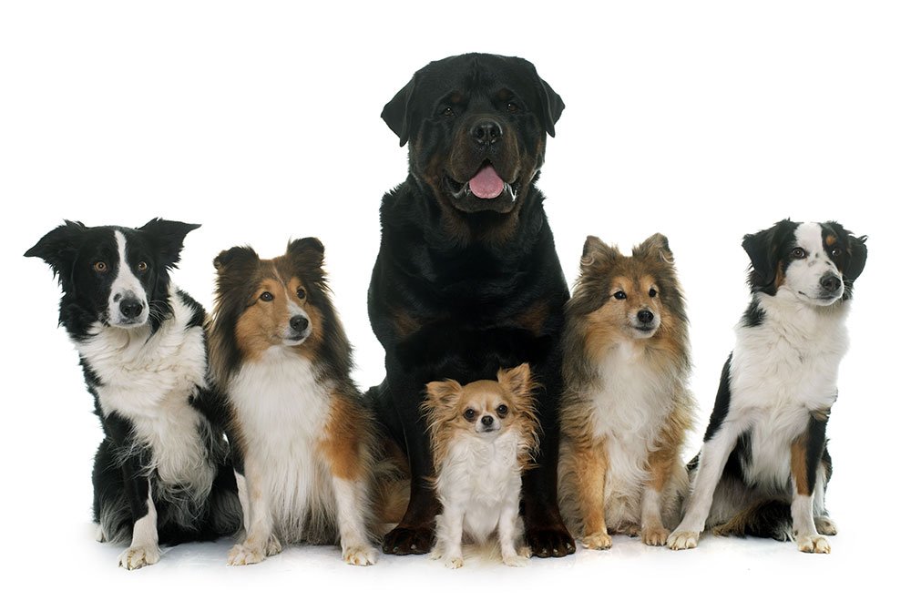 natural cat food and dog food