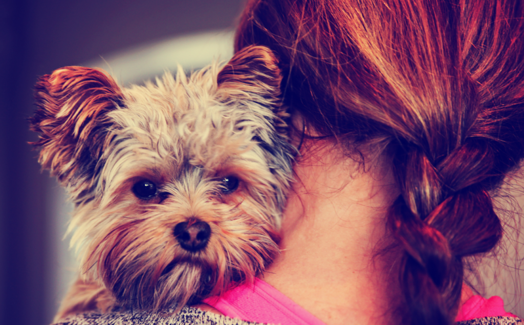 por qué tener perro