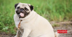 Prevenir la obesidad en perros