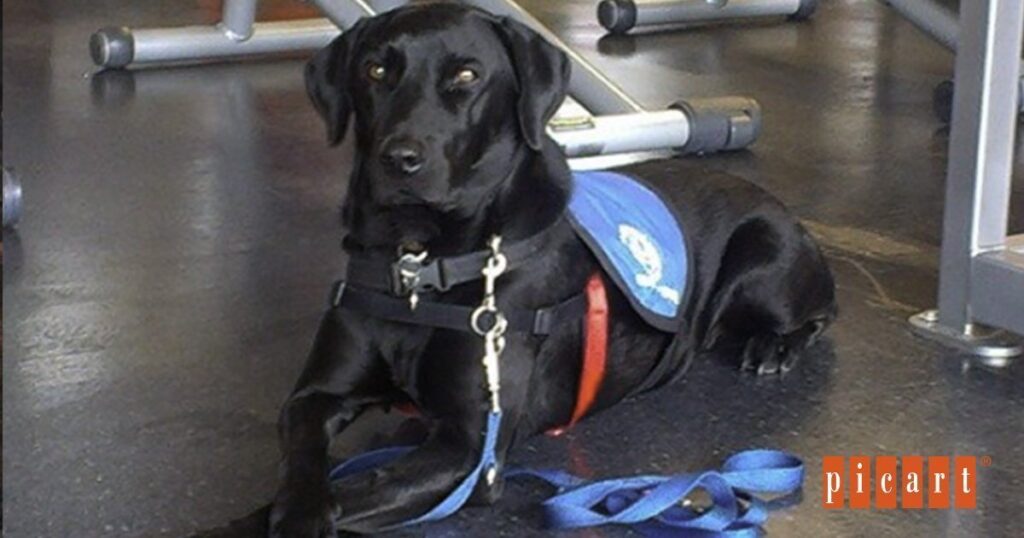 picart perros terapia