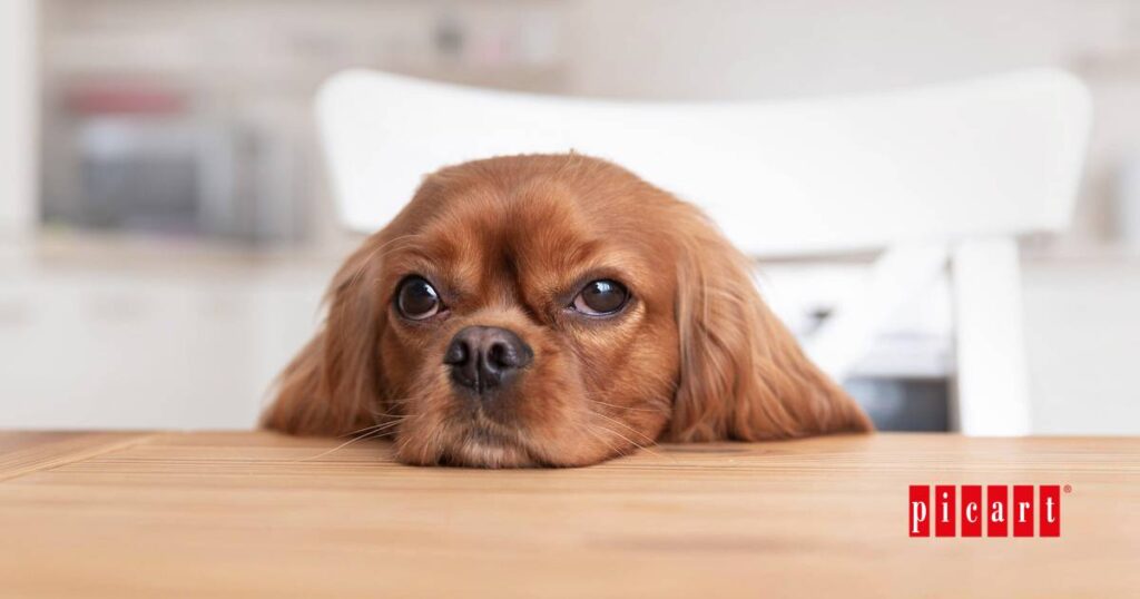 Lenguaje corporal perro