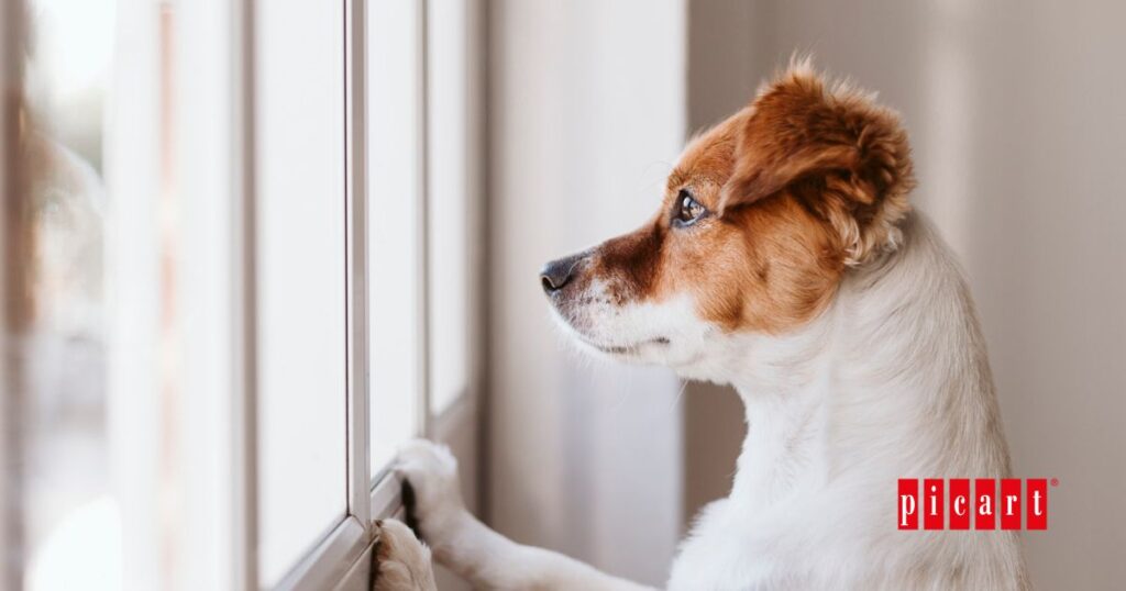 que es y como gestionar la ansiedad por serparacion en perros
