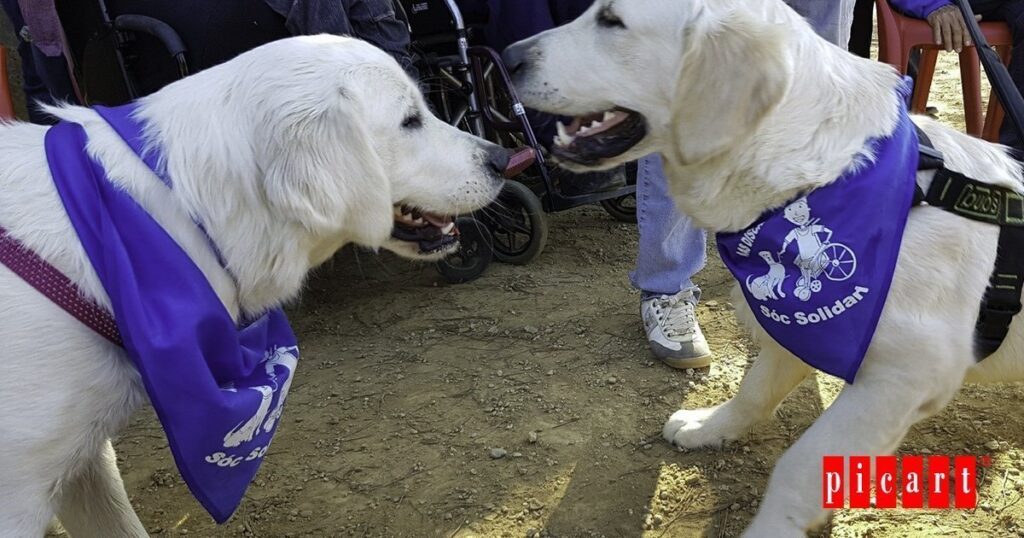 terapias con alimentos picart
