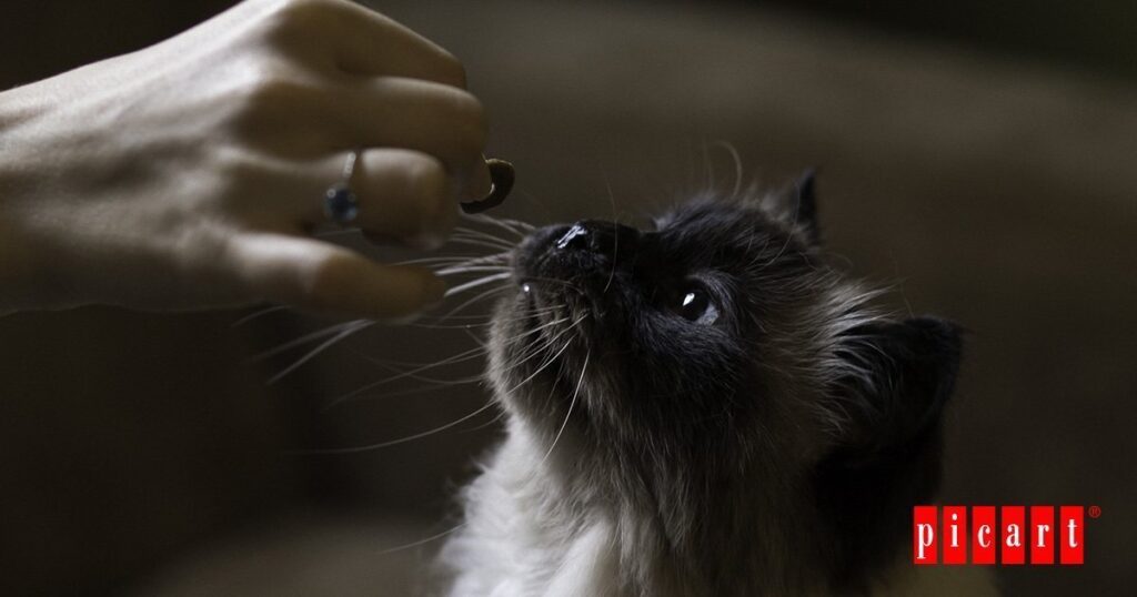 Qué comen los gatos