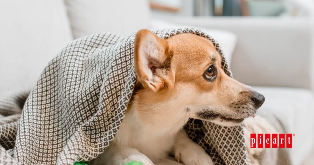 Problemas digestivos perro