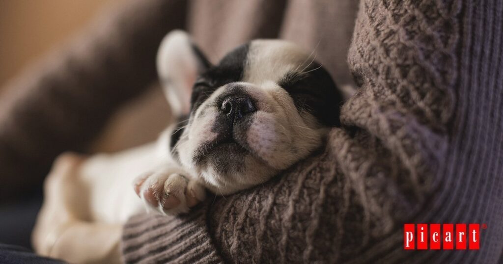 acogida-cahorro-hogar