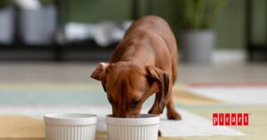 Alimentación para cachorros: la base de una vida sana y feliz