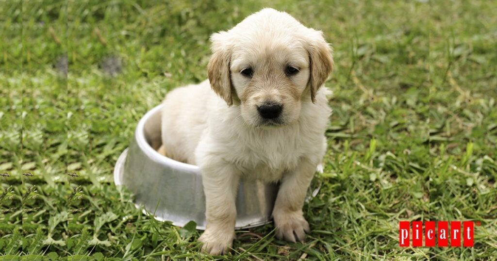 cachorro alimentación especial