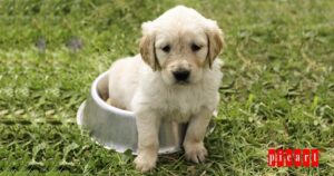 cachorro alimentación especial