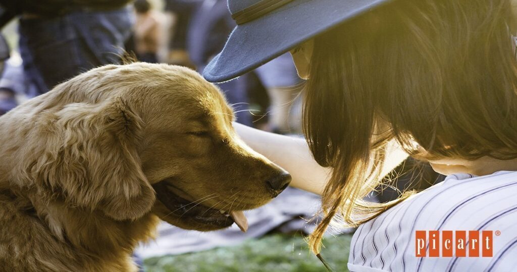 como alimentar perro senior