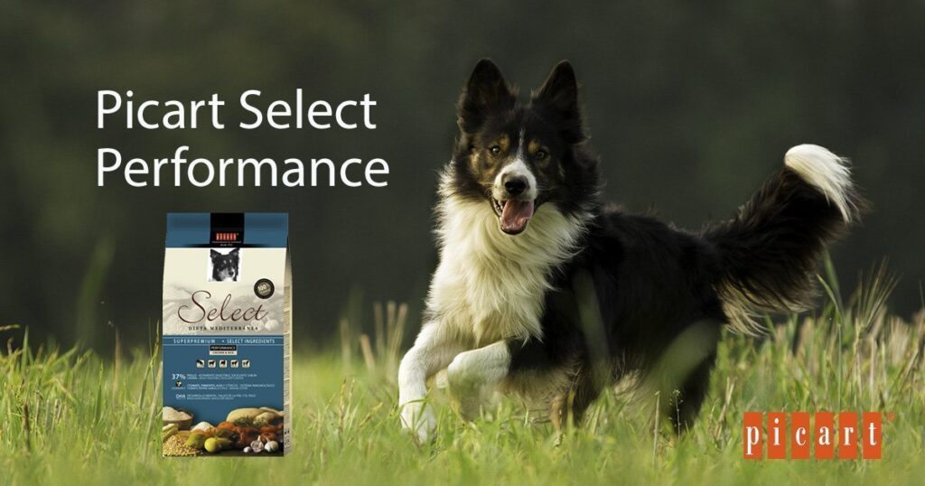 alimentación para perros con elevada actividad