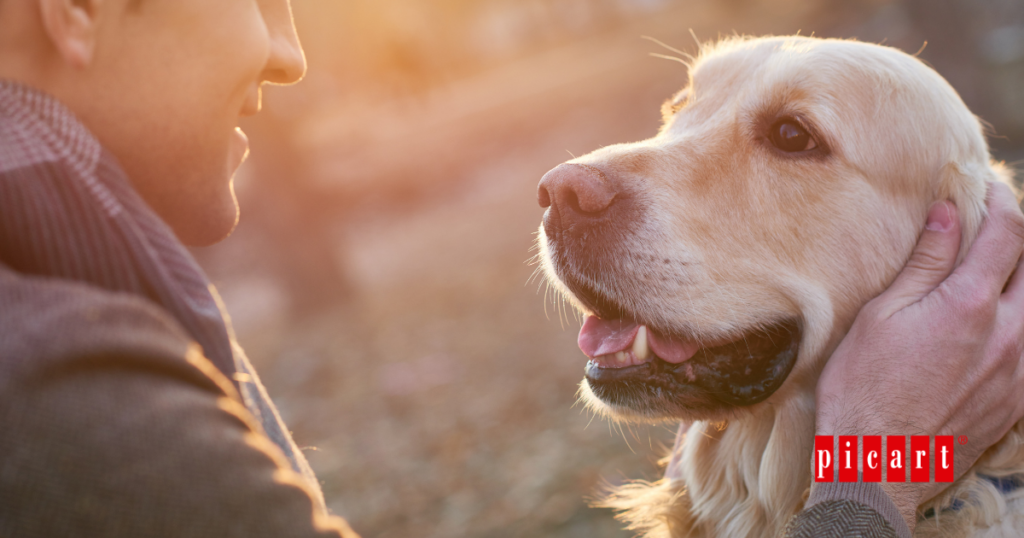 Adoptar un perro consejos