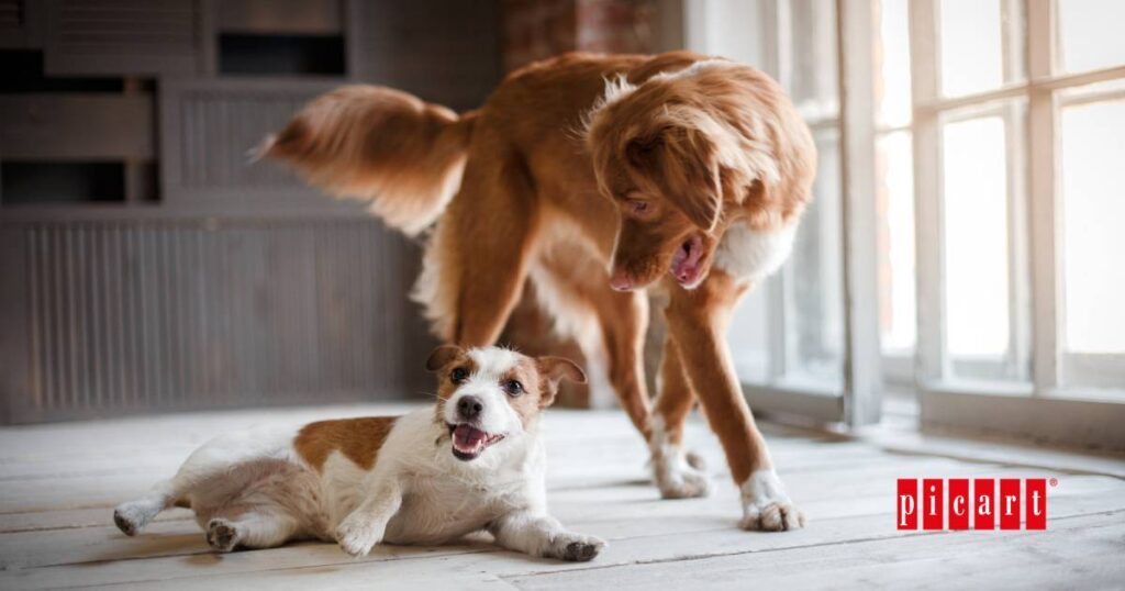 Consigue una buena convivencia entre dos perros en casa