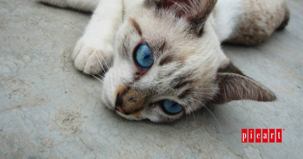 Qué son y cómo combatir los cálculos renales en gatos