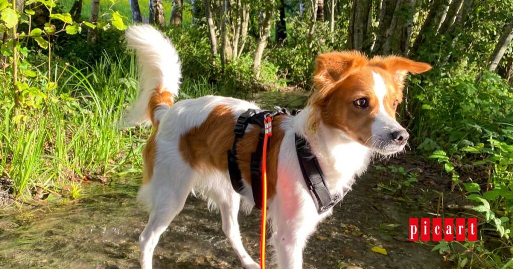 Kit primeros auxilios