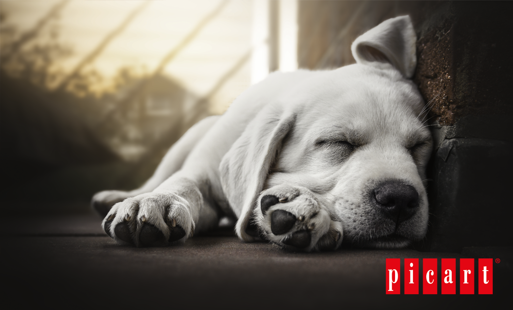 Cómo conseguir que tu perro descanse bien