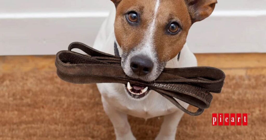 ¿Cuántas veces hay que pasear a un perro?