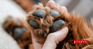 Cauidar las almohadillas de tu perro