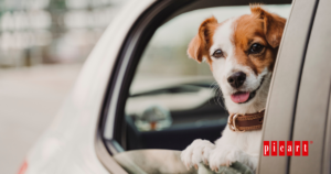 Consejos para viajar con perros