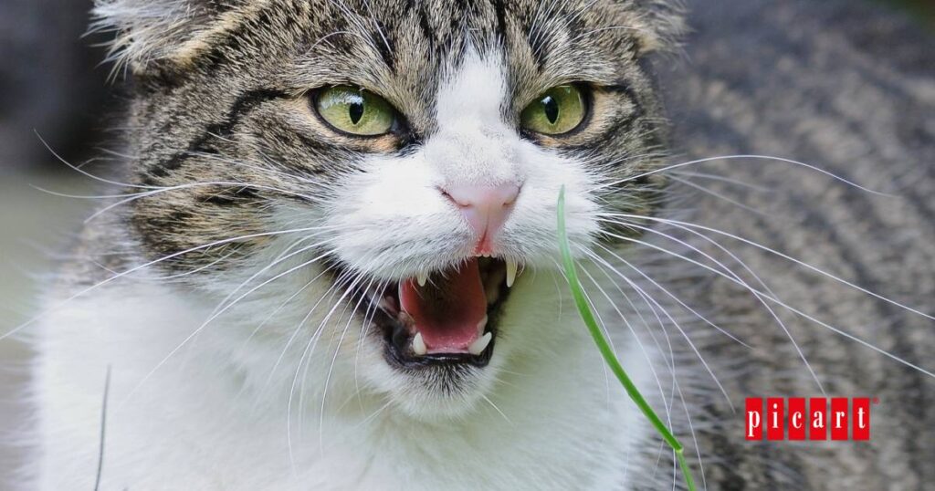 Por qué bufan los gatos