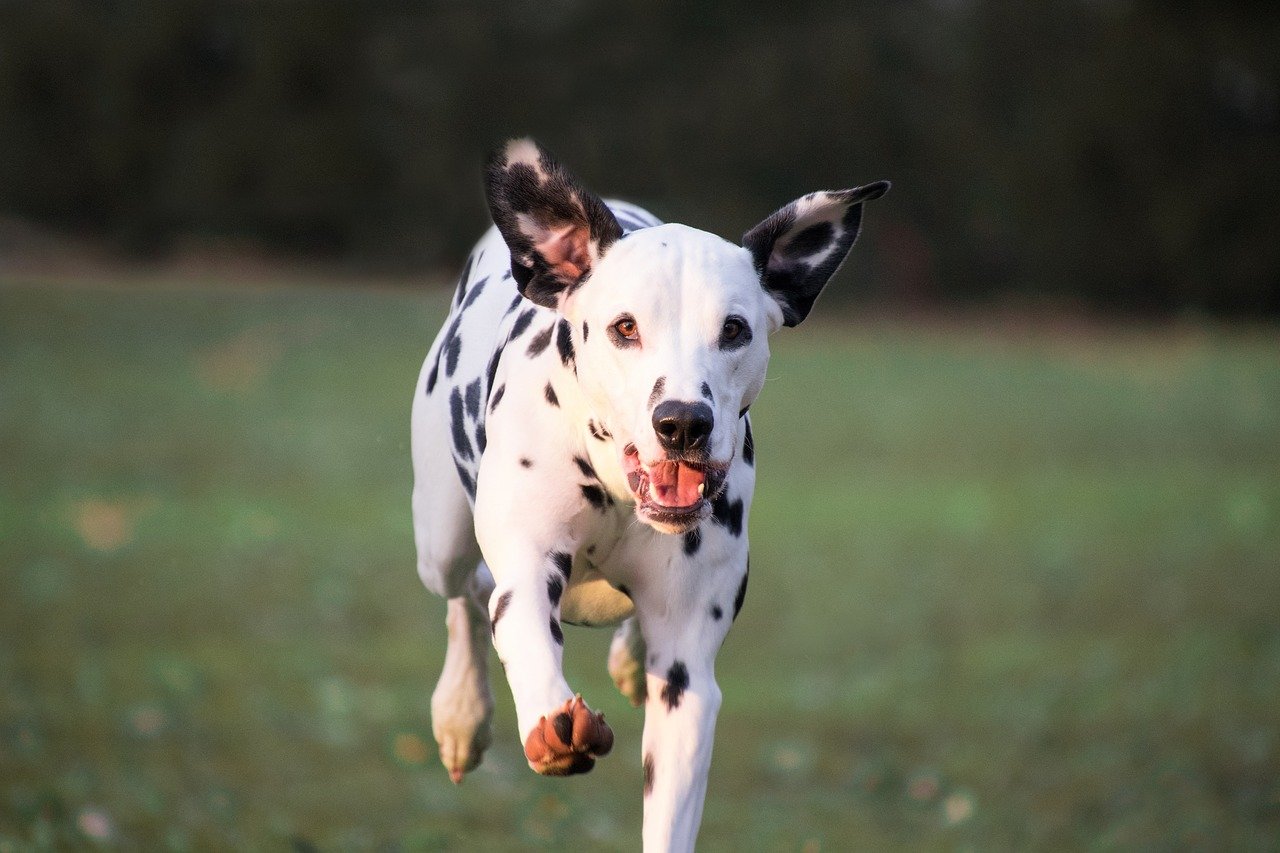 Mefabone Dálmata - Picart pet care