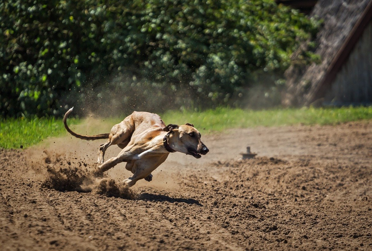 Mefabone Galgo Español - Picart pet care
