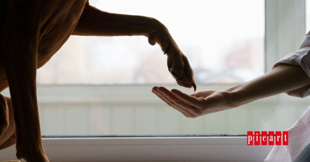 Cómo adiestrar un perro