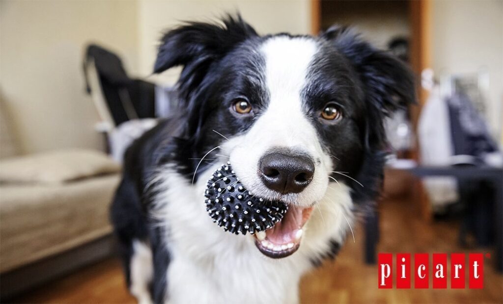 blogpicartConsejos para enseñar a tu perro a buscar objetos