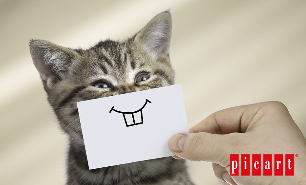 blogpicart_comosabersitugatoesfeliz