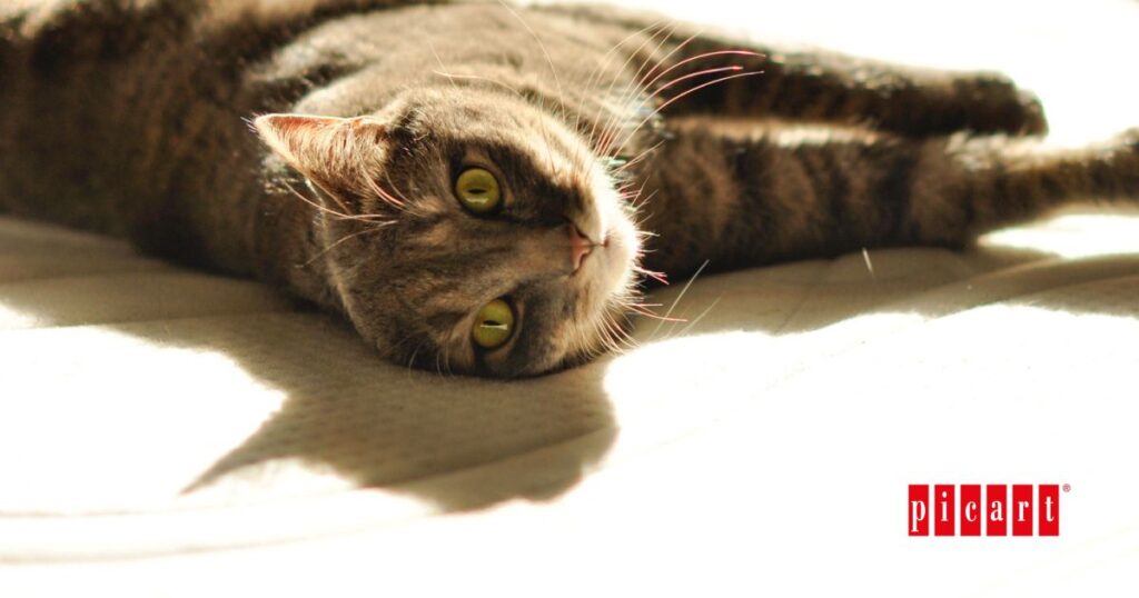 protege a tu gato del sol