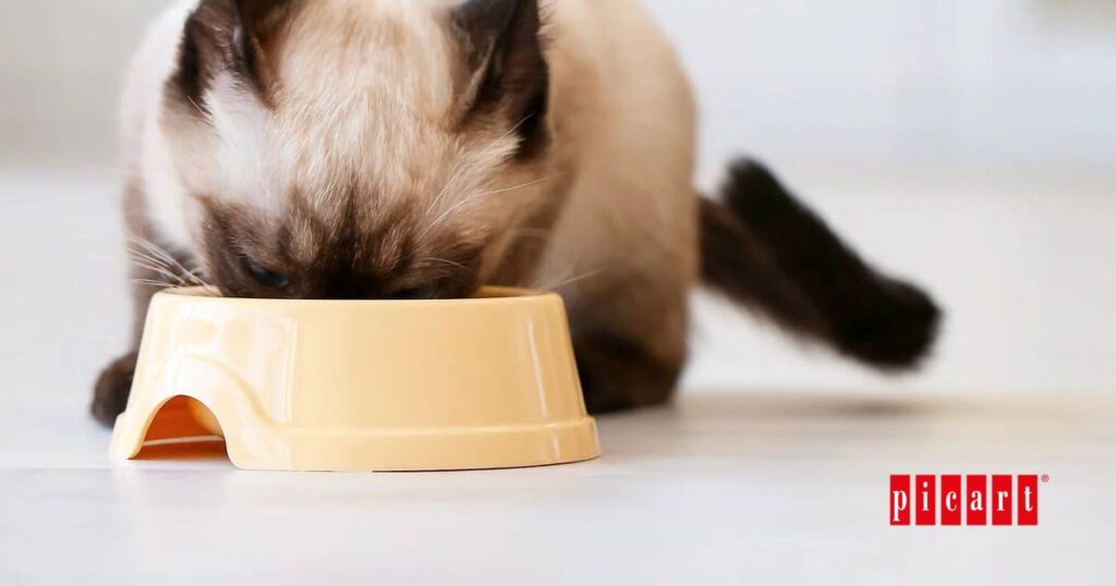 Que necesita un gato para estar bien alimentado