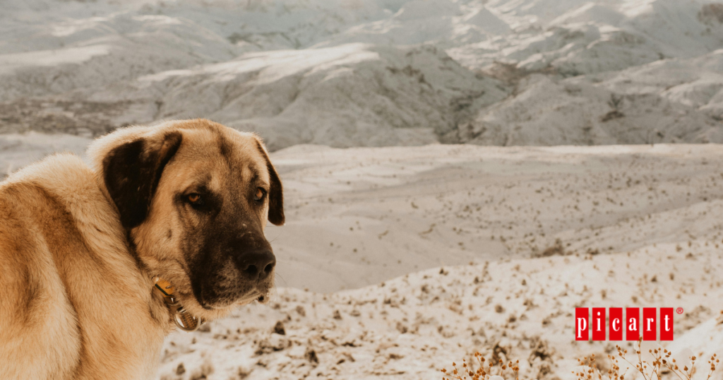 El primer perro de la historia vivió hace 16.000 años