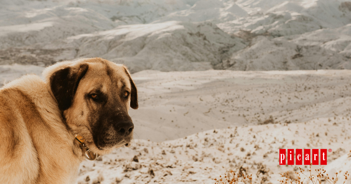 El primer perro de la historia vivió hace 16.000 años