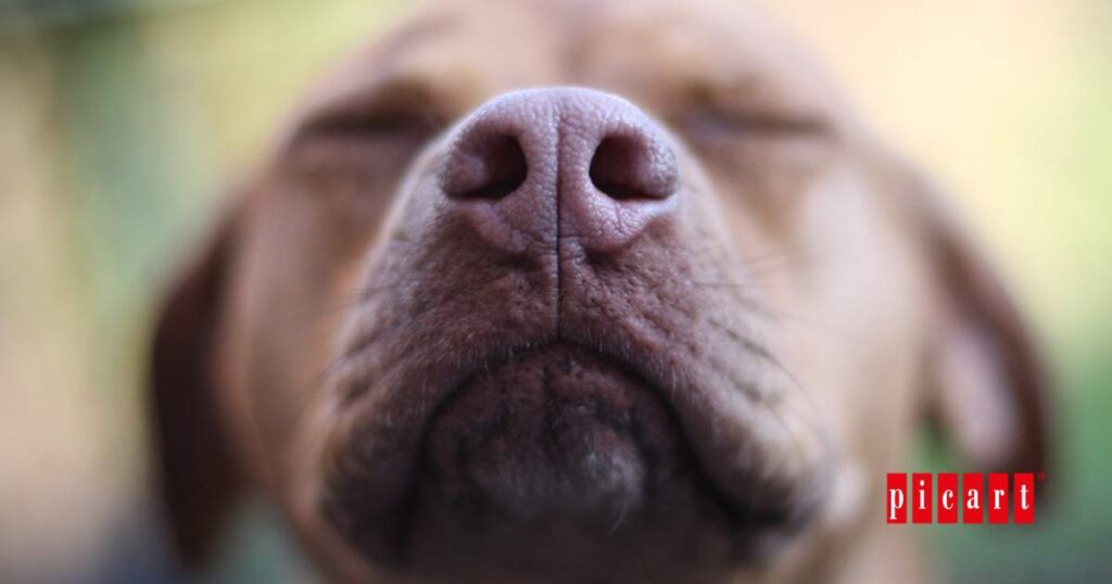 Como potenciar el olfato de los perros