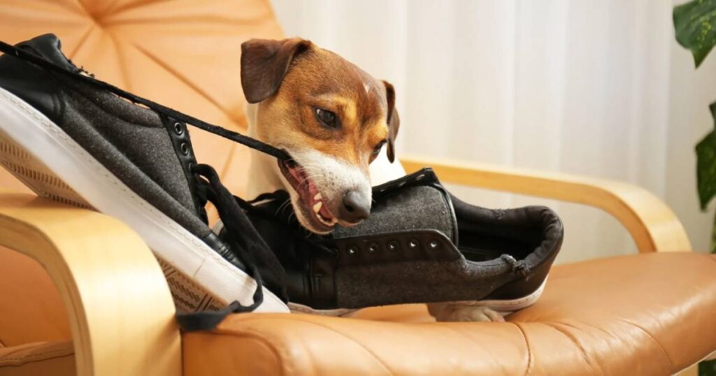 Volver a la rutina con tu perro después de vacaciones