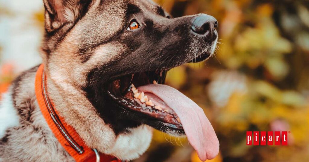 Cómo afectan los cambios de temperatura a los perros