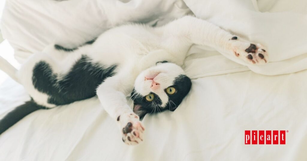 El lenguaje corporal de los gatos