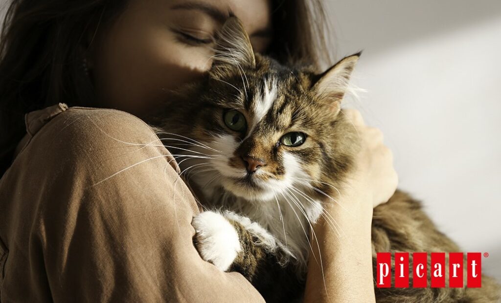 picart blog-los felinos eligen a sus dueños?