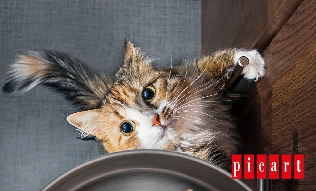 ¿Es recomendable elevar el comedero de tu gato?-picart