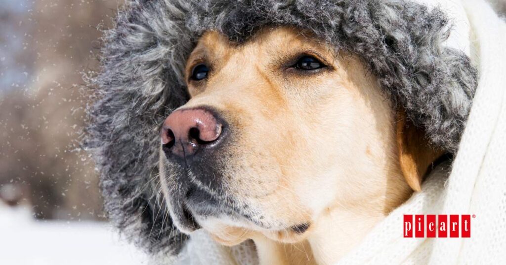 cuidar perro invierno