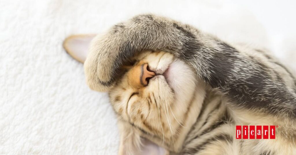 Por que mi gato no come