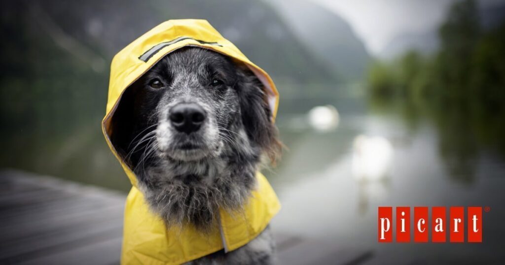 Consejos para pasear a tu perro cuando llueve