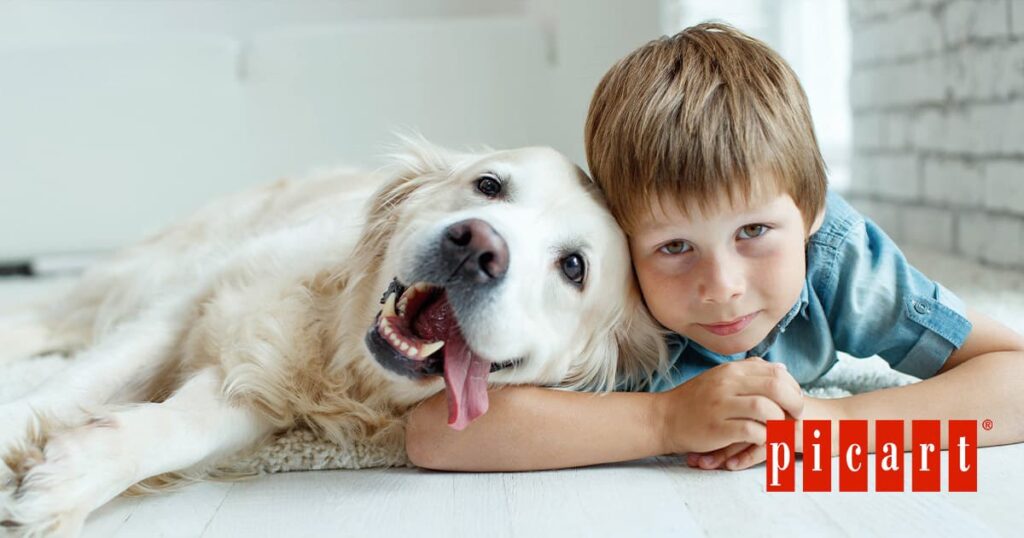 Golden Retriever en casa