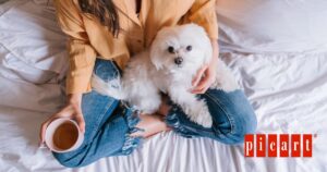 Perros perfectos para pisos pequeños