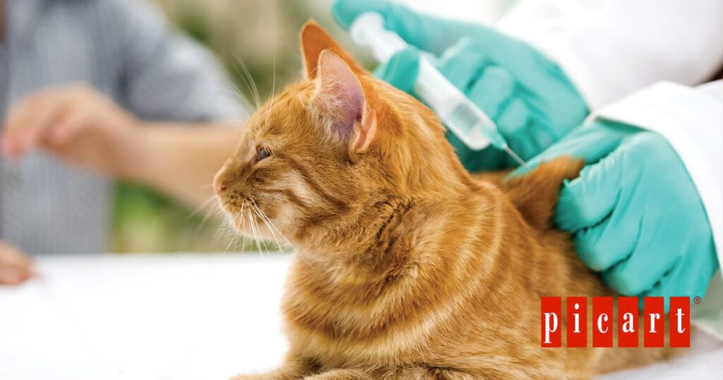 Vacunas para gatos