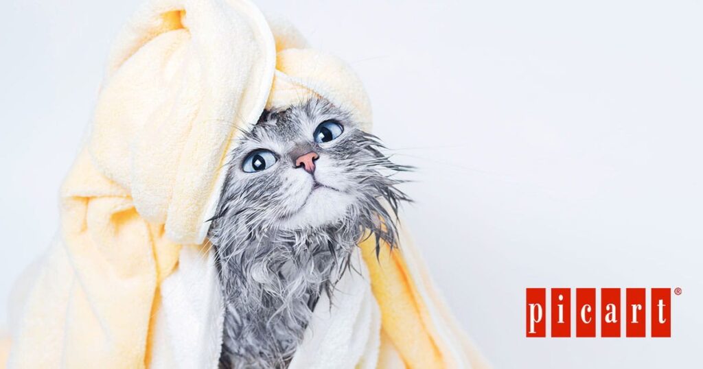 ¿Cómo y cuándo bañar a un gato?