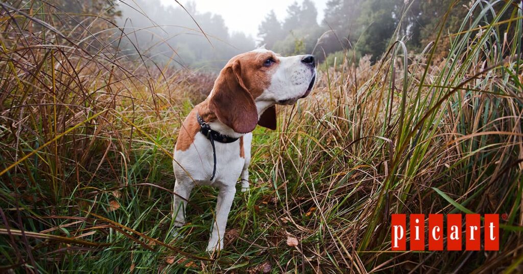 Perros esterilizados