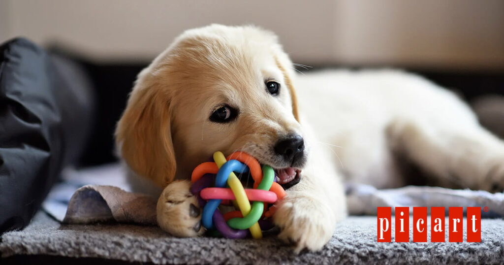 Pienso para cachorros