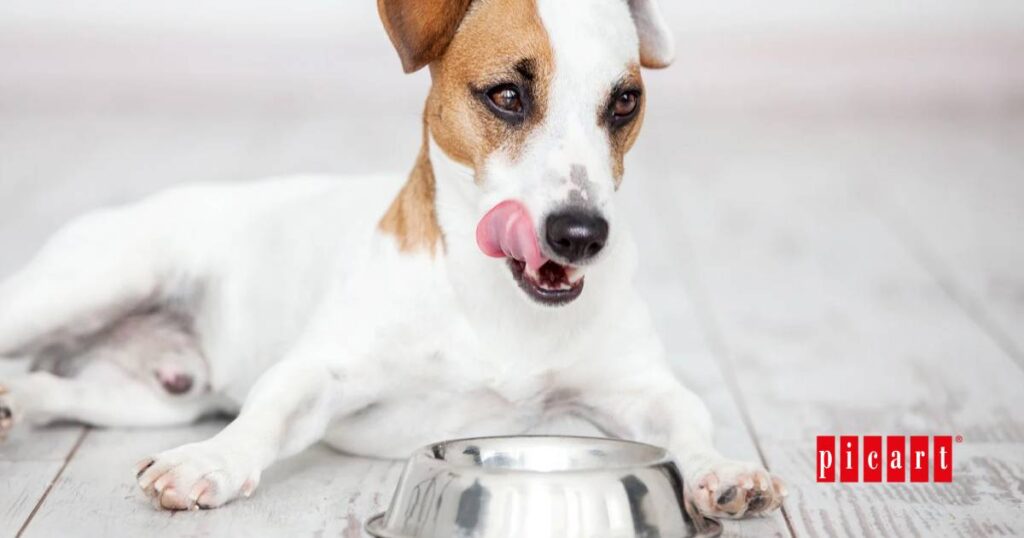 Cuantas veces come al día un perro y qué cantidad