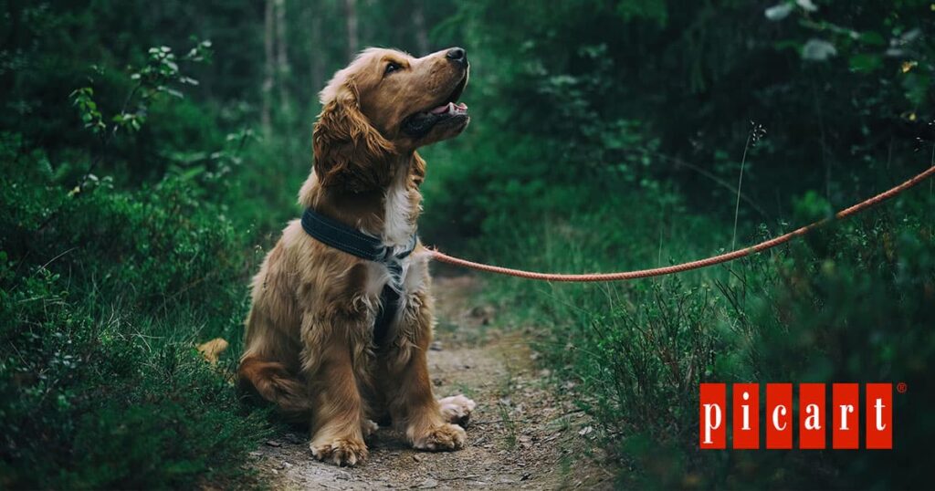 Alimentos tóxicos para tu perro